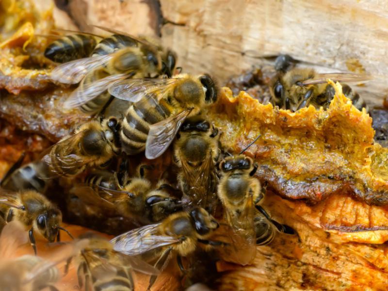 propóleo de abejas antibacteria productos tiande 44411 bálsamo