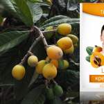 níspero mascarilla tiande guide facial