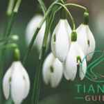 mascarilla de campanilla de febrero tiande guide