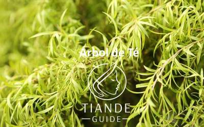 Árbol de té, melaleuca alternifolia tiande guide