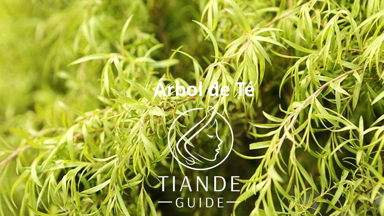 Árbol de té, melaleuca alternifolia tiande guide