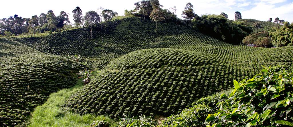 Campo de cultivo de café.