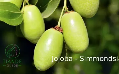 jojoba simmondsia chinensis ingrediente de tiande guide