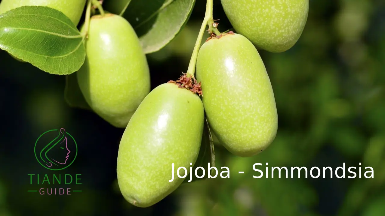 jojoba simmondsia chinensis ingrediente de tiande guide