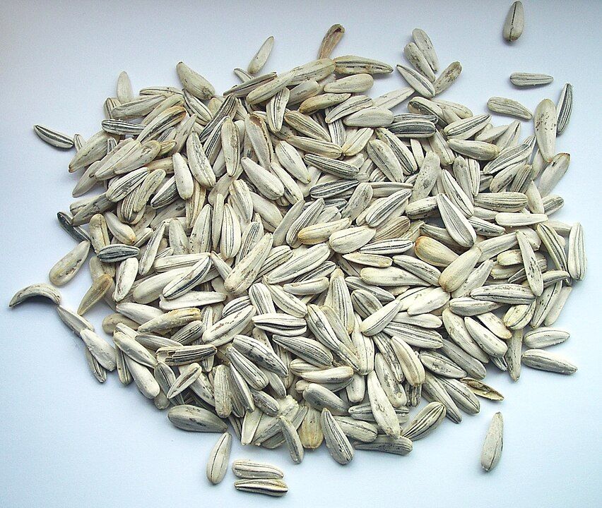 girasol semillas tiande guide