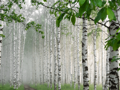 abedul birch betula tiande guide
