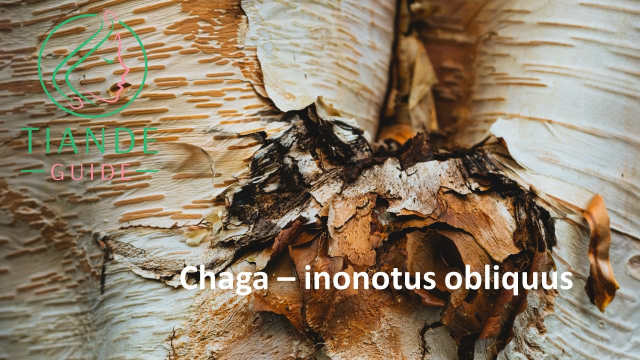 chaga inonotus obliquus tiande guide
