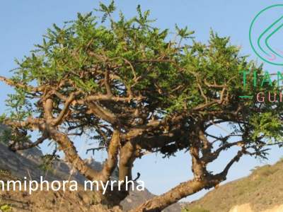 mirra, commiphora myrrha tiande guide