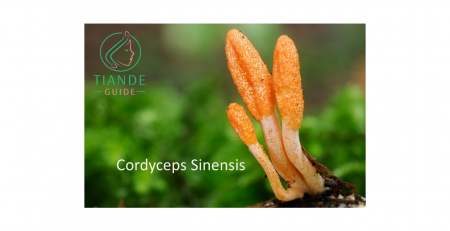 cordyceps sinensis entrada de ingrediente tiande guide
