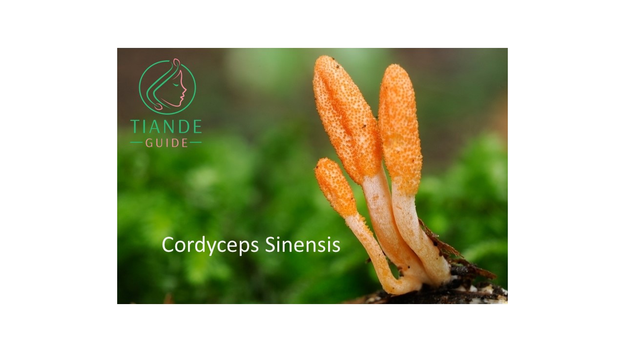 cordyceps sinensis entrada de ingrediente tiande guide