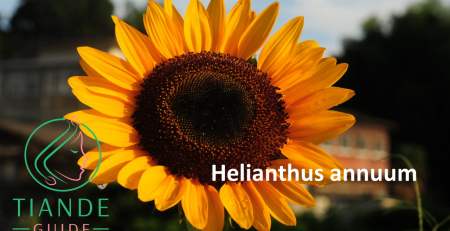 helianthus annuum girasol tiande guide