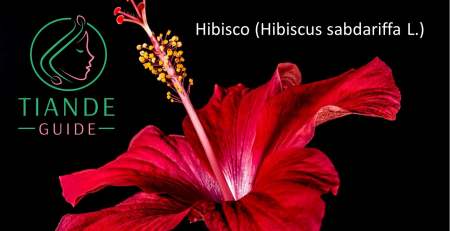 hibisco antioxidante té de hibisco tiande guide