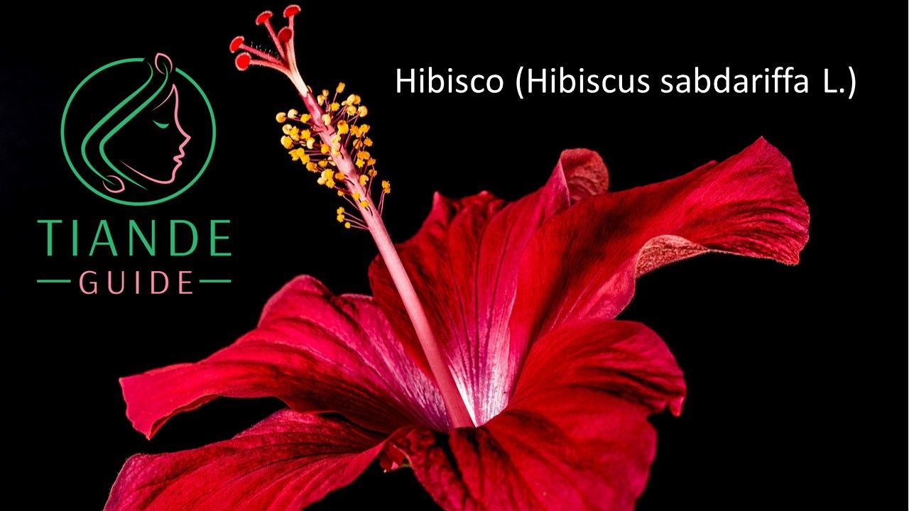 hibisco antioxidante té de hibisco tiande guide