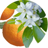 naranja amarga ingrediente en parche detoxificante tiande guide