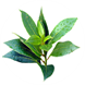 árbol de té ingrediente cosmética tiande